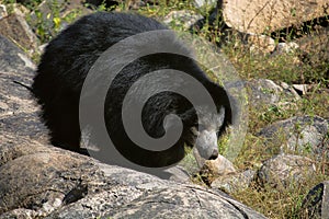 Sloth Bear, Melursus Ursinus. Daroji Bear Sanctuary, Ballari district, Karnataka