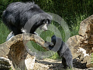 Sloth Bear, Melursus ursinus, female with cub