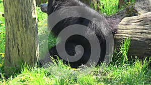 Sloth Bear, Melursus ursinus, female with cub