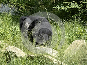 Sloth Bear, Melursus ursinus, female observing surroundings