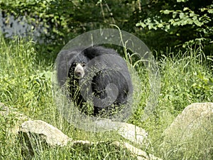 Sloth Bear, Melursus ursinus, female observing surroundings