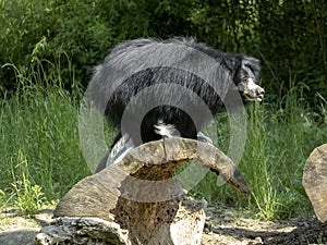 Sloth Bear, Melursus ursinus, female observing surroundings