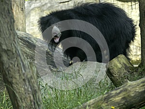 Sloth Bear, Melursus ursinus, female observing surroundings