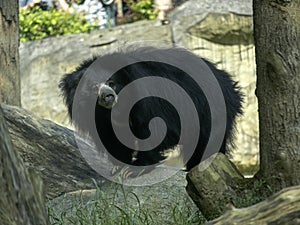 Sloth Bear, Melursus ursinus, female observing surroundings