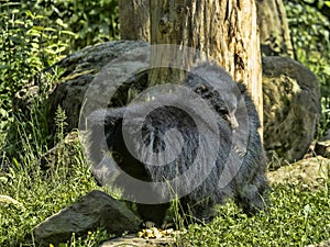 Sloth Bear, Melursus ursinus, female wearing chicks on back