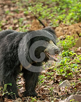 Sloth bear or Melursus ursinus or Indian bear closeup wild adult male face expression in natural green background habitat