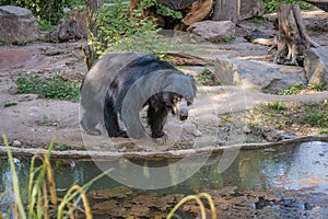 Sloth bear, Melursus ursinus, labiated bear with long lower lip