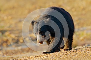 Sloth bear, Melursus ursinus, Ranthambore National Park, India.