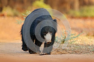 Sloth bear, Melursus ursinus, Ranthambore National Park, India. Wild Sloth bear nature habitat, wildlife photo. Dangerous black an