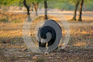 Sloth bear, Melursus ursinus, Ranthambore National Park, India. Wild Sloth bear nature habitat, wildlife photo. Dangerous black an