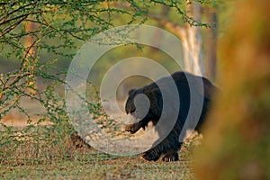 Sloth bear, Melursus ursinus, Ranthambore National Park, India. Wild Sloth bear nature habitat, wildlife photo. Dangerous black an