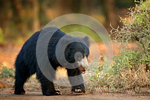 Sloth bear, Melursus ursinus, Ranthambore National Park, India. Wild Sloth bear nature habitat, wildlife photo. Dangerous black an