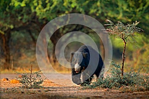 Sloth bear, Melursus ursinus, Ranthambore National Park, India. Wild Sloth bear nature habitat, wildlife photo. Dangerous black an