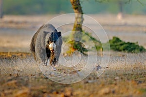 Sloth bear, Melursus ursinus, Ranthambore National Park, India. Wild Sloth bear nature habitat, wildlife photo. Dangerous black an