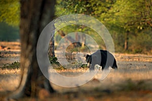 Sloth bear, Melursus ursinus, Ranthambore National Park, India. Wild Sloth bear nature habitat, wildlife photo. Dangerous black an