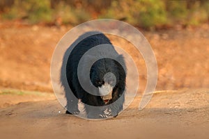 Sloth bear, Melursus ursinus, Ranthambore National Park, India. Wild Sloth bear staring directly at camera, wildlife photo. Danger