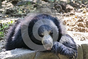 Sloth Bear Melursus ursinus  resting closeup shot