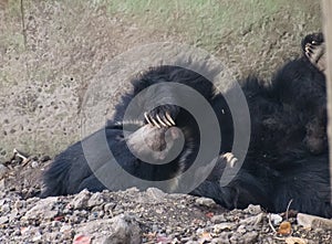 Sloth bear Melursus ursinus resting in a den