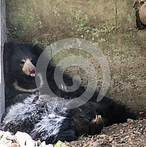 Sloth bear Melursus ursinus resting in a den