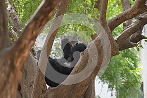 Sloth Bear Melursus ursinus resting on the Tree