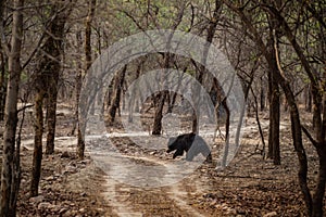 Sloth bear or Melursus ursinus walking on the road Ranthambore National Park, Rajasthan, India