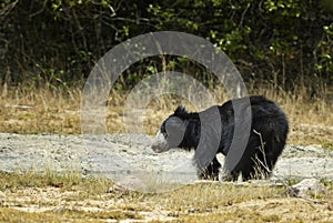 Sloth Bear - Melursus ursinus