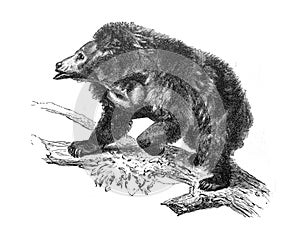 Sloth bear in the old book Meyers Lexicon, vol. 2, 1897, Leipzig photo