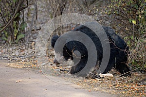 Sloth Bear