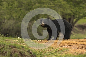 A sloth bear is waiting near a pathway inside a forest