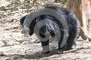 Sloth Bear walking