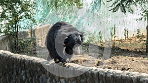 Sloth bear walking on a wall-Indore Zoo, India