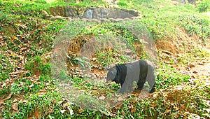 Sloth Bear wandering in Zoo, Thiruvananthapuram, Kerala, India