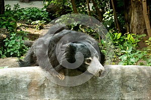 Sloth bear in zoo Melursus ursinus