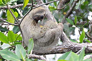 Sloth in Bocas del Toro, Panama