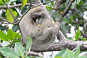 Sloth in Bocas del Toro, Panama photo