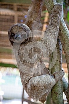 Sloth on a Branch