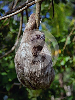 Sloth on a Branch