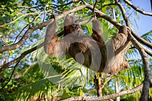 Sloth on a Branch