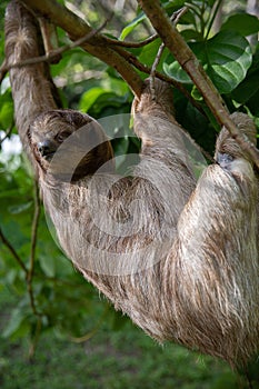 Sloth on a Branch