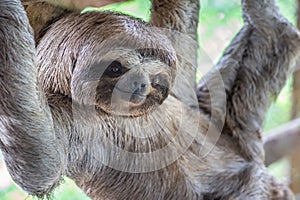 Sloth Brown-throated, slow animal Bradypus variegatus Animal face close up