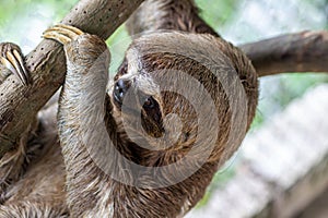 Sloth Brown-throated, slow animal Bradypus variegatus Animal face close up photo