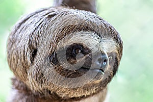 Sloth Brown-throated, slow animal Bradypus variegatus Animal face close up