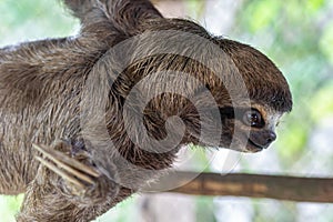 Sloth, Brown-throated, slow animal Bradypus variegatus Animal face close up