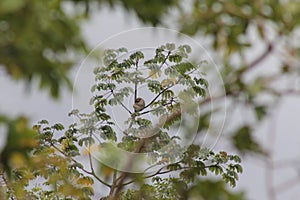 Sloth on Cecropia tree