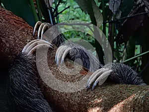 Sloth claws