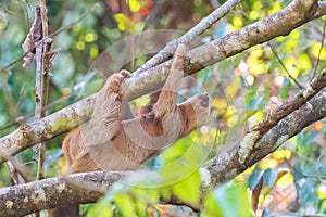 Sloth climbing