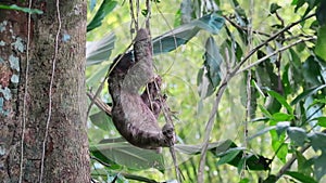 sloth climbing some vines into a jungle tree in Costa Rica