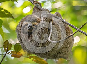 Sloth In Costa Rica