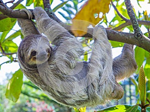 Sloth in Costa Rica