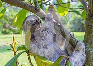 Sloth in Costa Rica